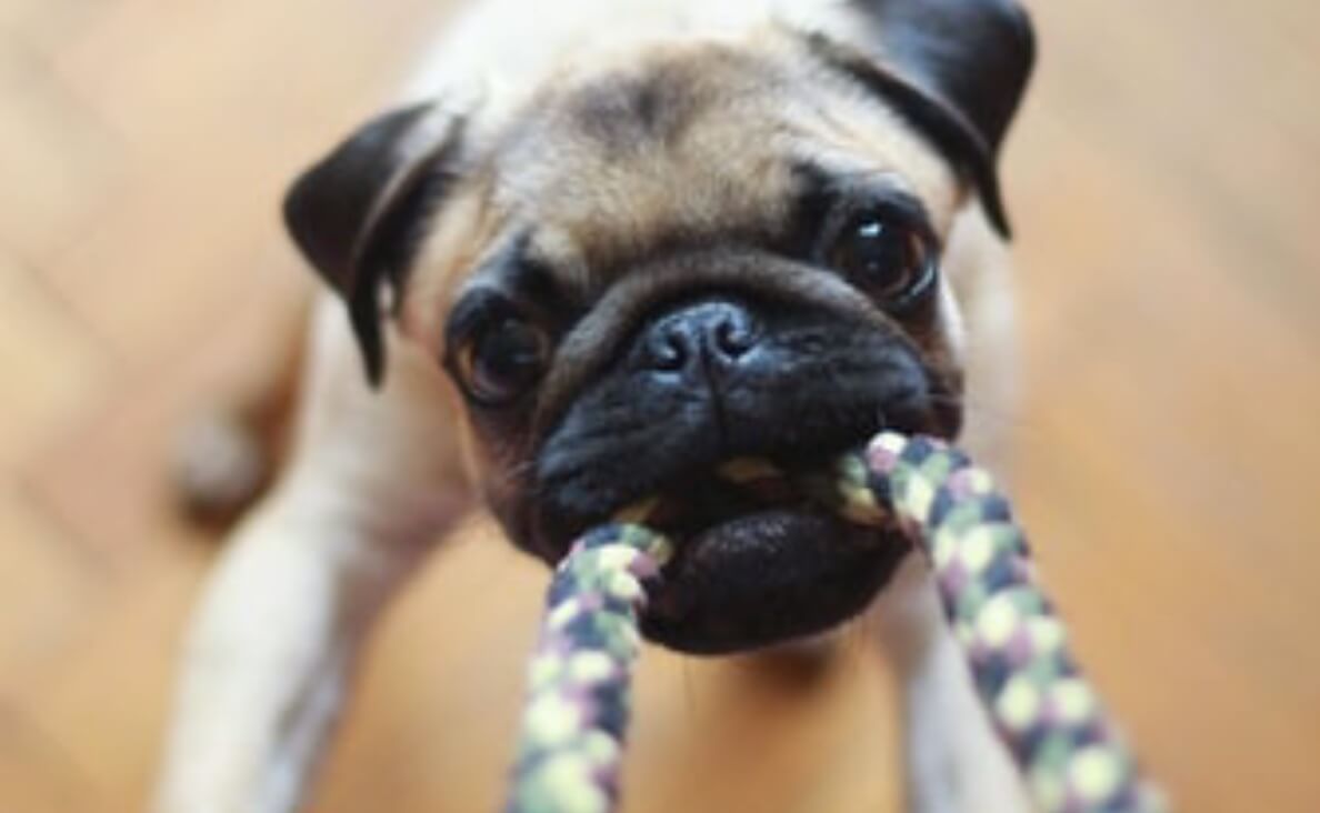 pug dog pulling on rope for tug-o-war