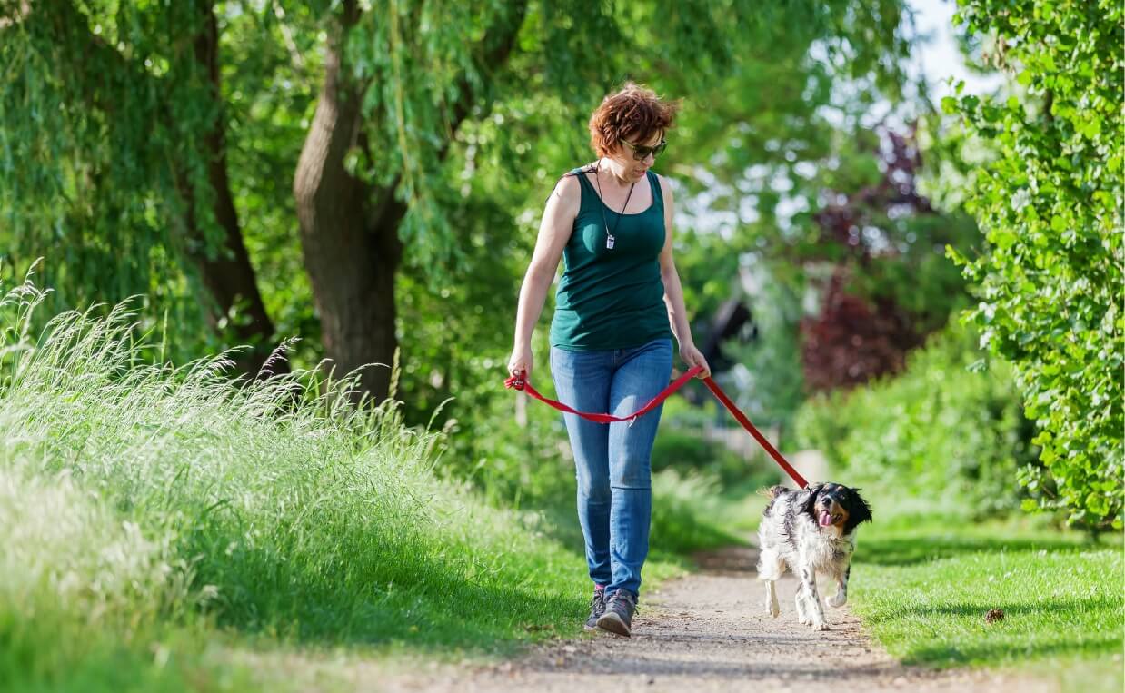 white and black spaniel dog on walk with woman