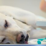 What Every Dog Owner Needs to Know About Canine Anemia