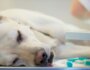 What Every Dog Owner Needs to Know About Canine Anemia