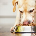 What Every Dog Owner Should Know About Probiotics for Dogs