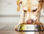 What Every Dog Owner Should Know About Probiotics for Dogs