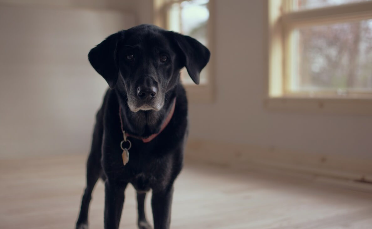 SENIOR BLACK LAB IN EMPTY ROOM