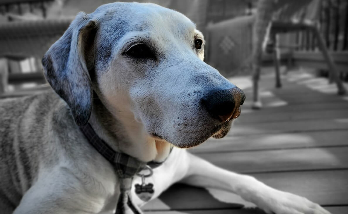 SENIOR WHITE AND GRAY DOG LAYING ON DECK