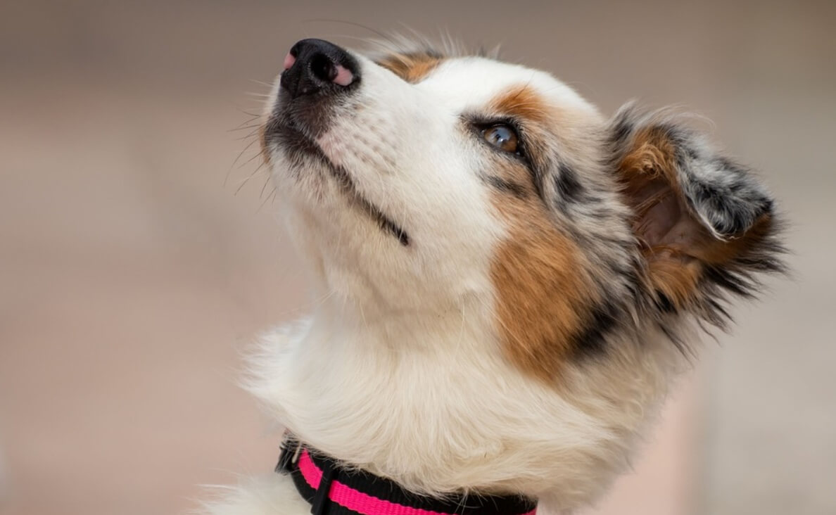 australian shepherd hearing loss