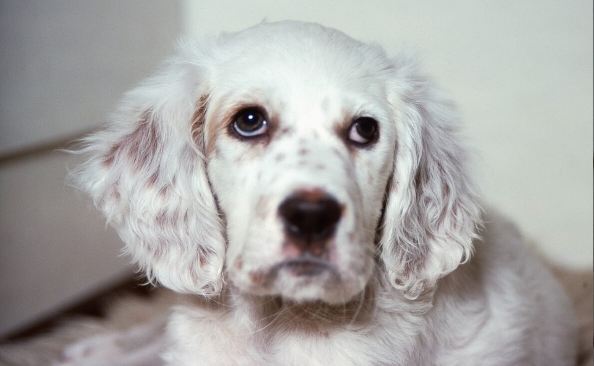 english setter hearing loss