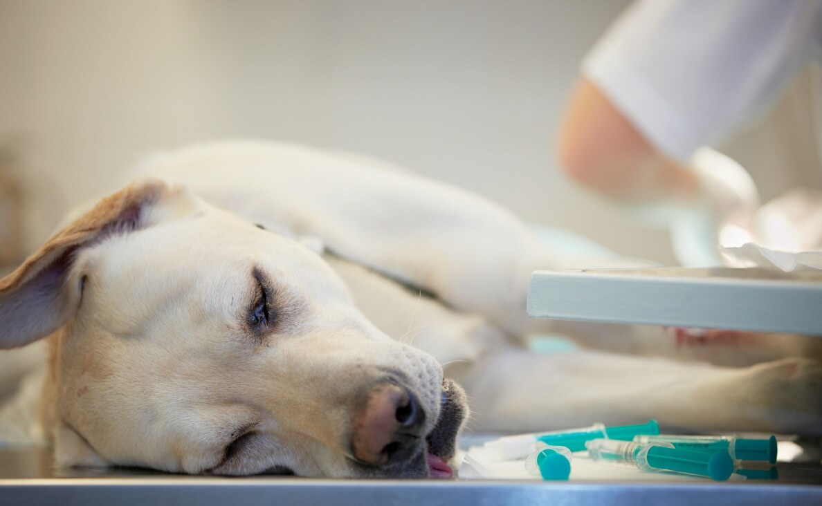 yellow lab laying on veterinarian table