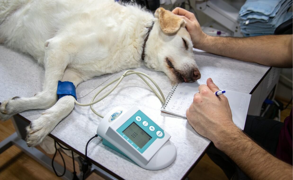 BLOOD DONATION TERRIER VETERINARY