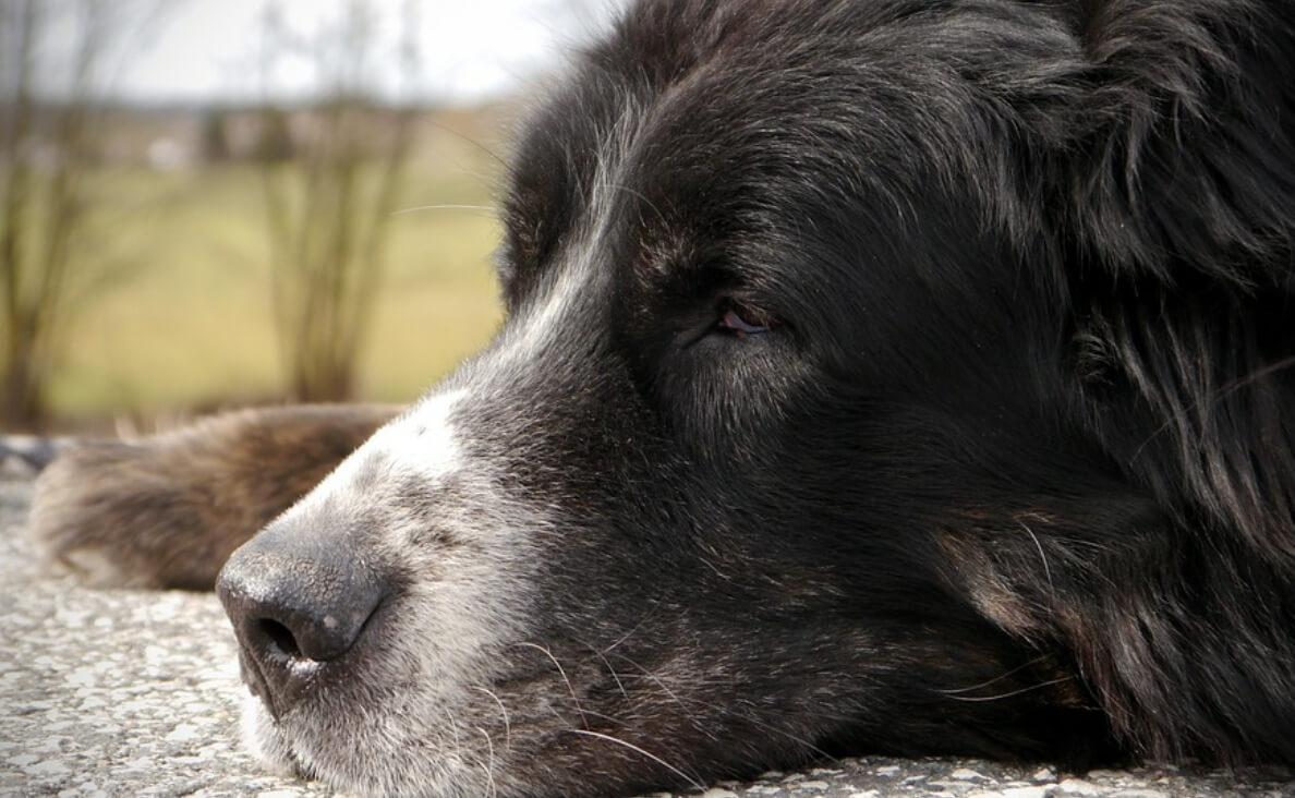 OLD BERNESE MOUNTAIN DOG