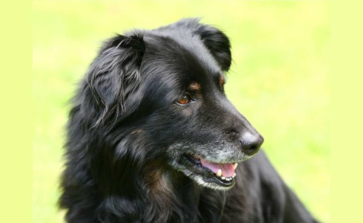 SENIOR BLACK LONG-HAIRED DOG LOOKING AWAY