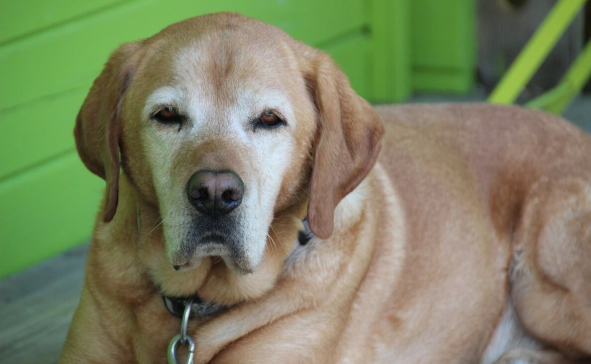 SENIOR TAN SHORT-HAIRED DOG WITH WHITE FACE