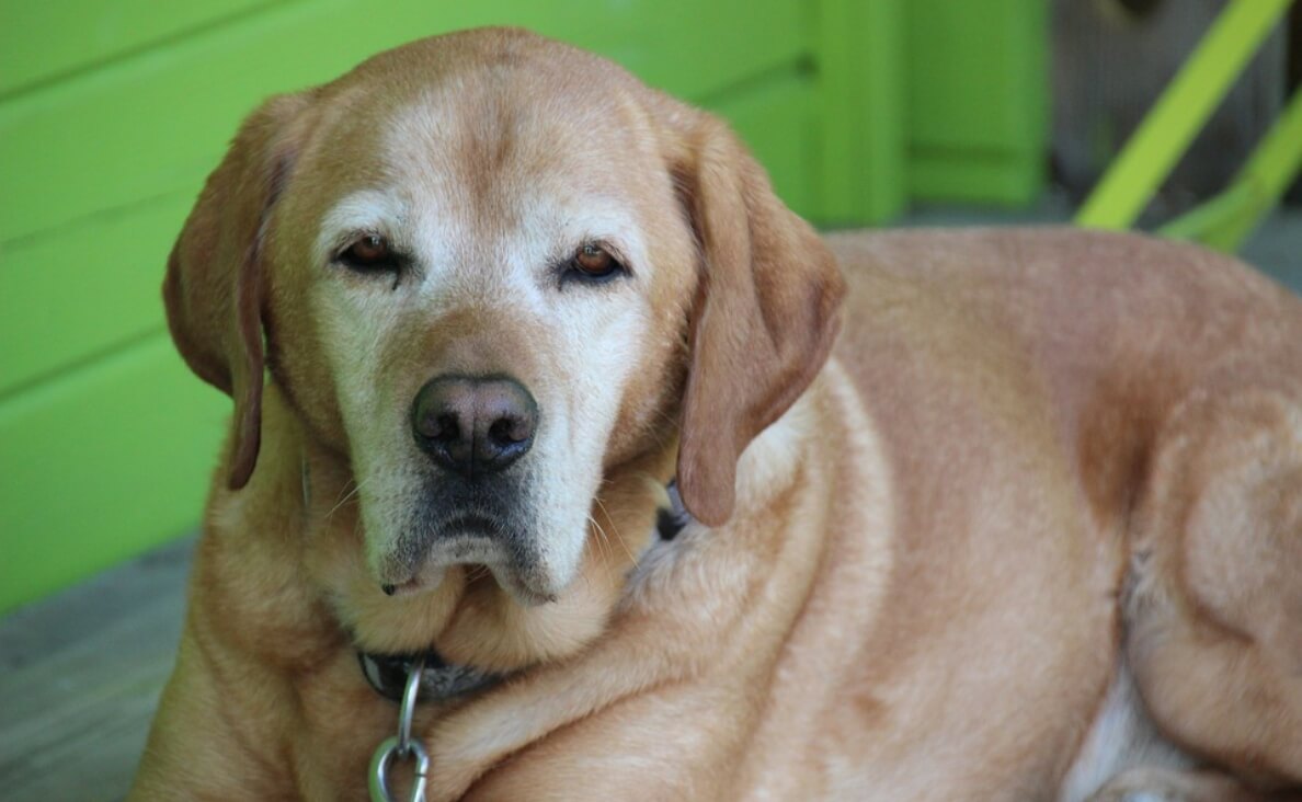 SENIOR TAN SHORT-HAIRED DOG WITH WHITE FACE