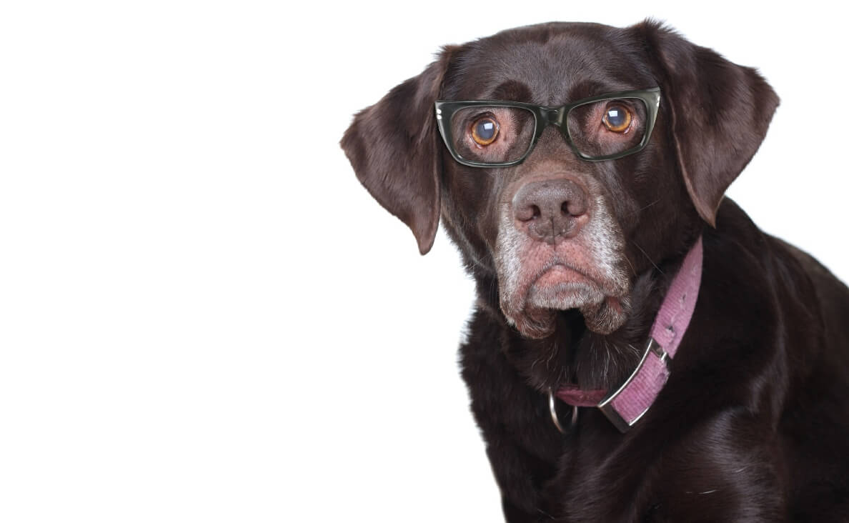 What To Do If Your Senior Dog is Losing Sight or Hearing