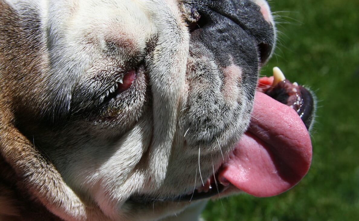 bulldog mouth tongue close up