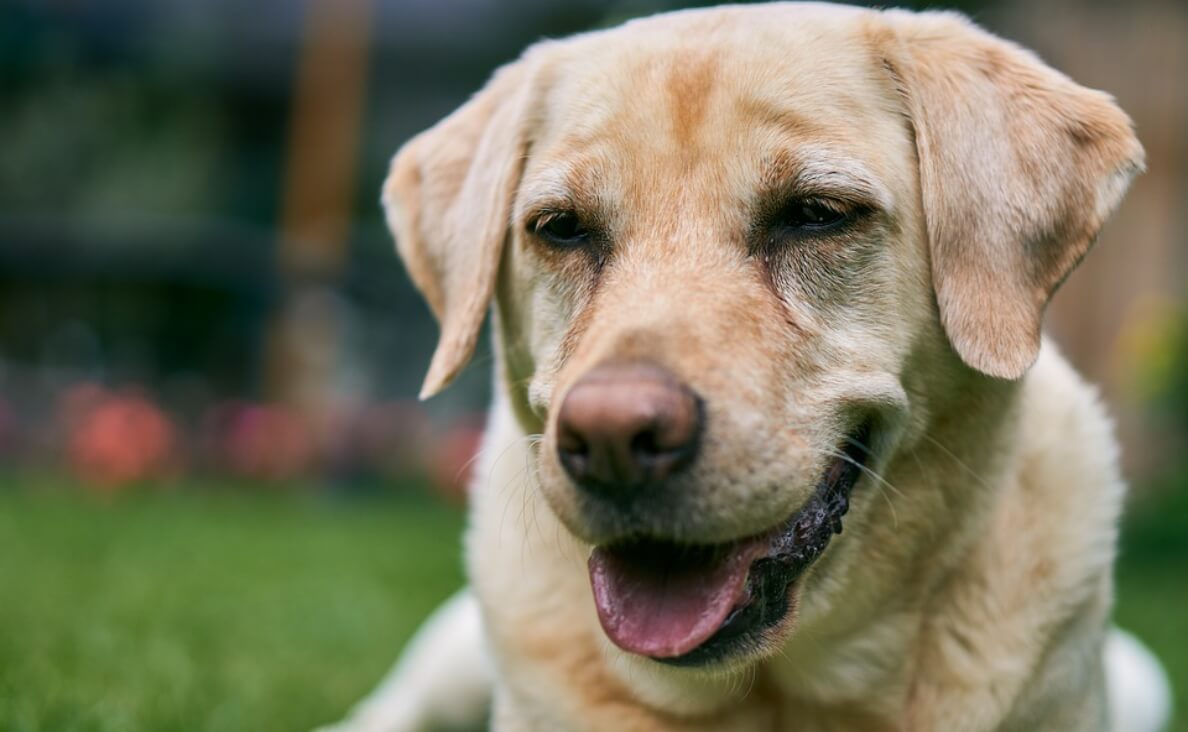 dog bad breath yellow lab panting