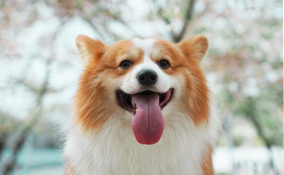 fluffy dog with tongue hanging out