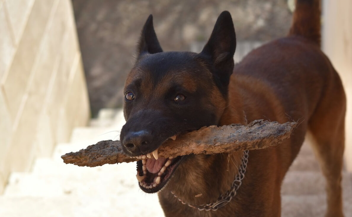 malinois dog with wood in mouth