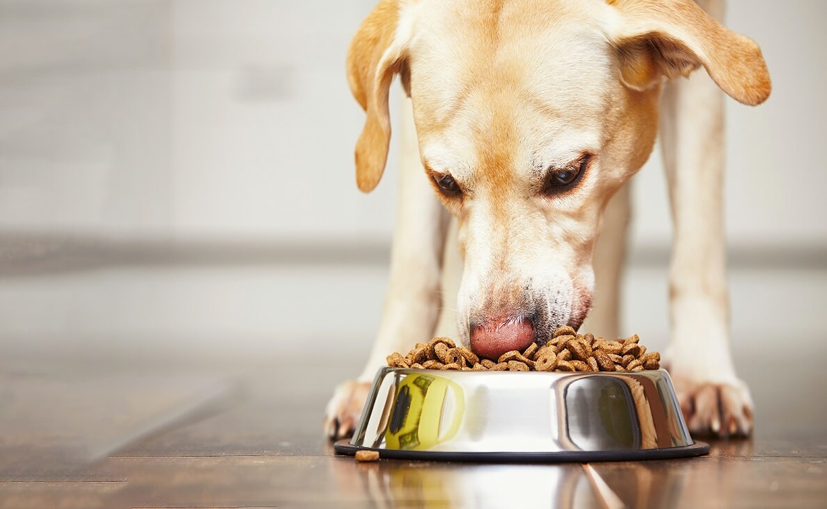 labrador retreiver dog eating out of food bowl