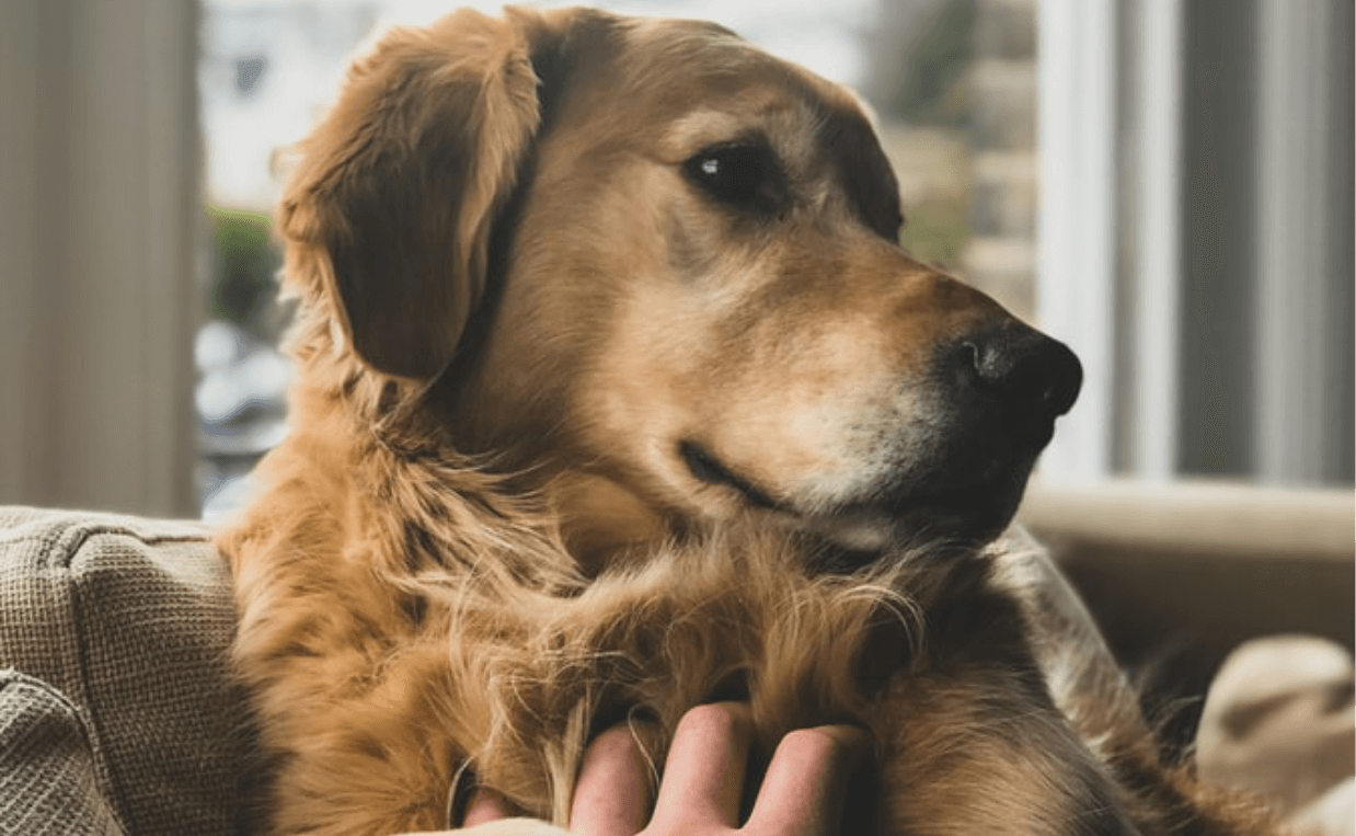 golden retriever sick dog