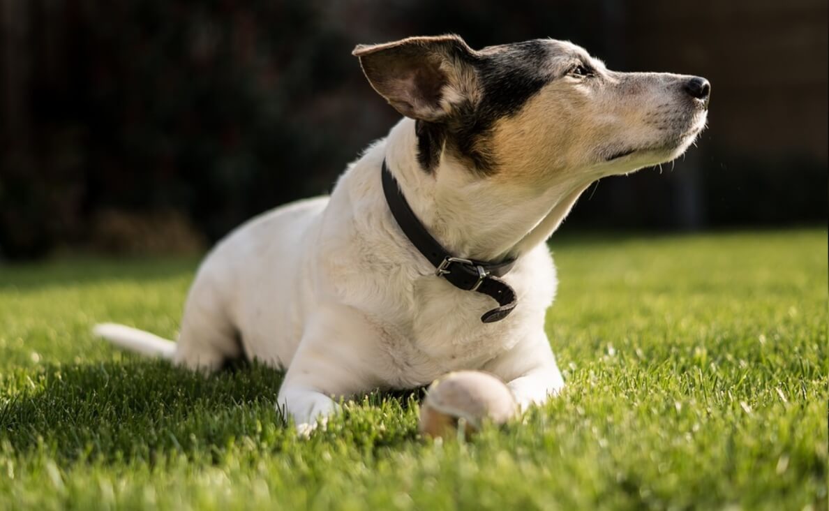 jack russell hearing loss