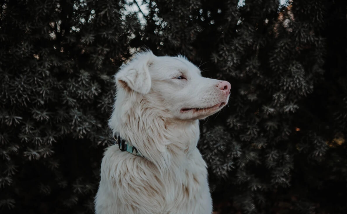 medium size dog with long white coat