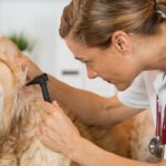 How to Recognize and Treat Ear Mites in Dogs