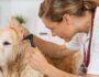 How to Recognize and Treat Ear Mites in Dogs