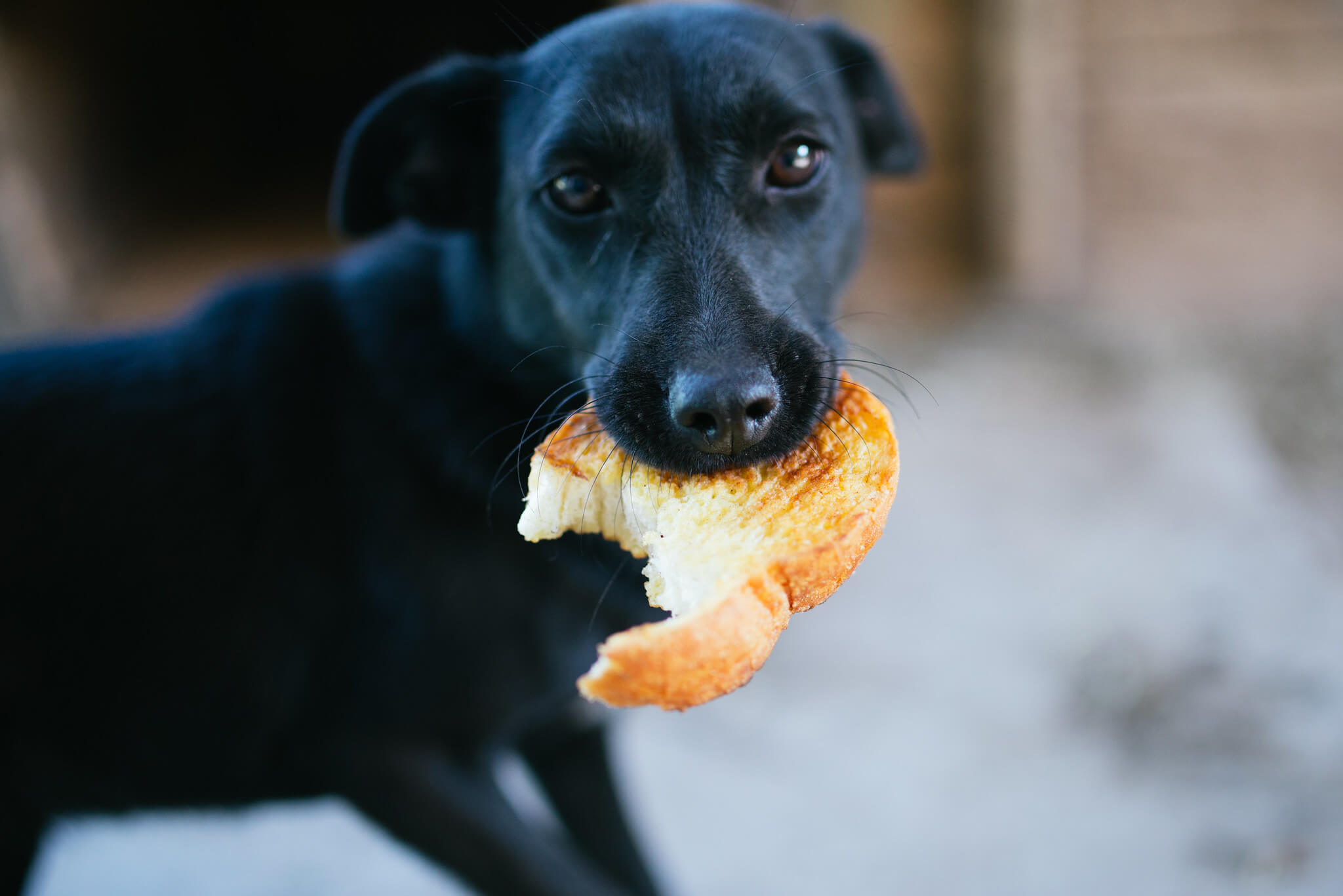 The Ultimate Guide to Foods You Can and Can’t Feed Your Dog Canine