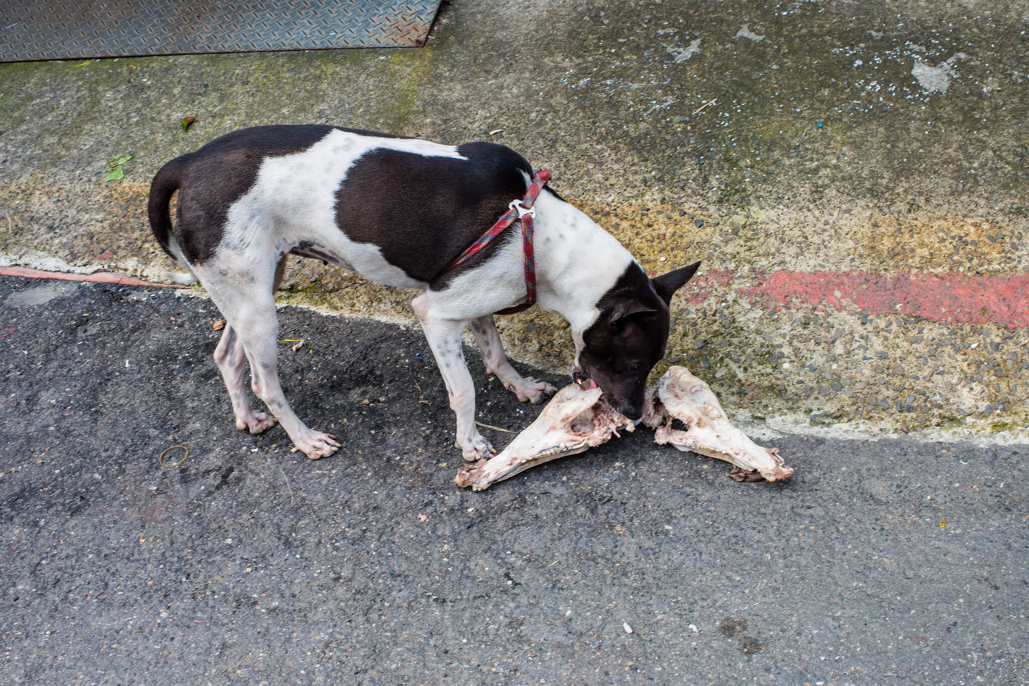 7282672668_d9c86686c7_k DOG CHEWING ON BONES Canine Campus Dog