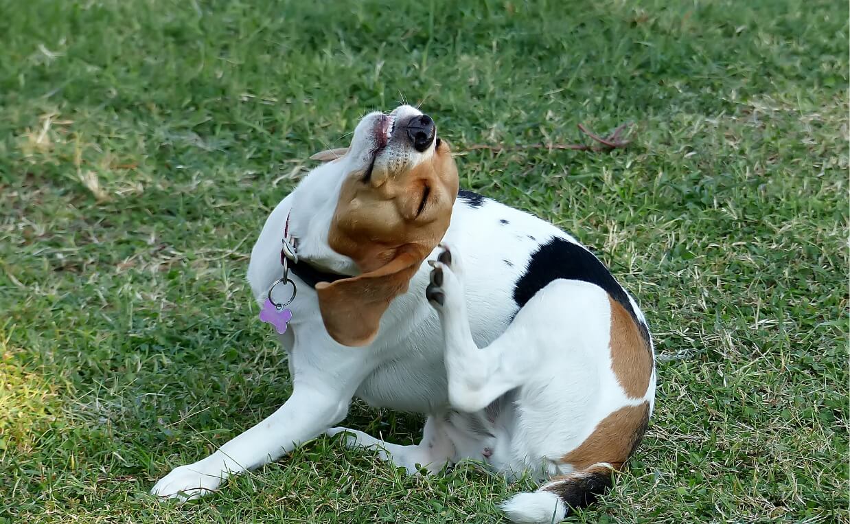 BEAGLE SCRATCHING HEAD