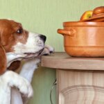 The Ultimate List of Foods You Can and Can’t Feed Your Dog