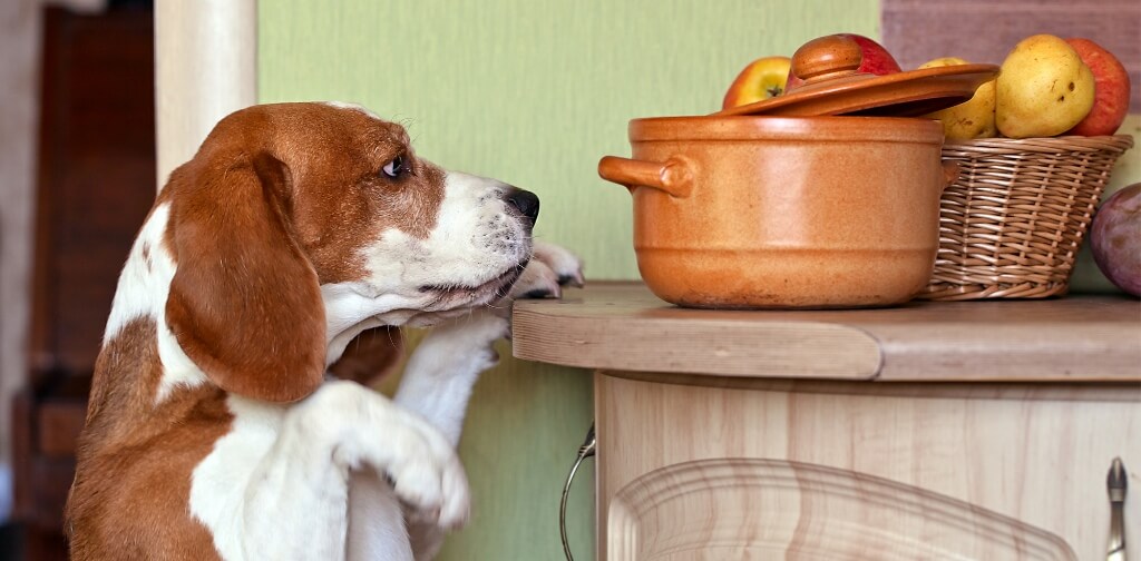 The Ultimate Guide to Foods You Can and Can't Feed Your Dog