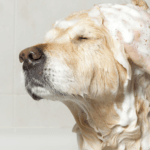 How to Groom Your Dog in 9 Easy Steps