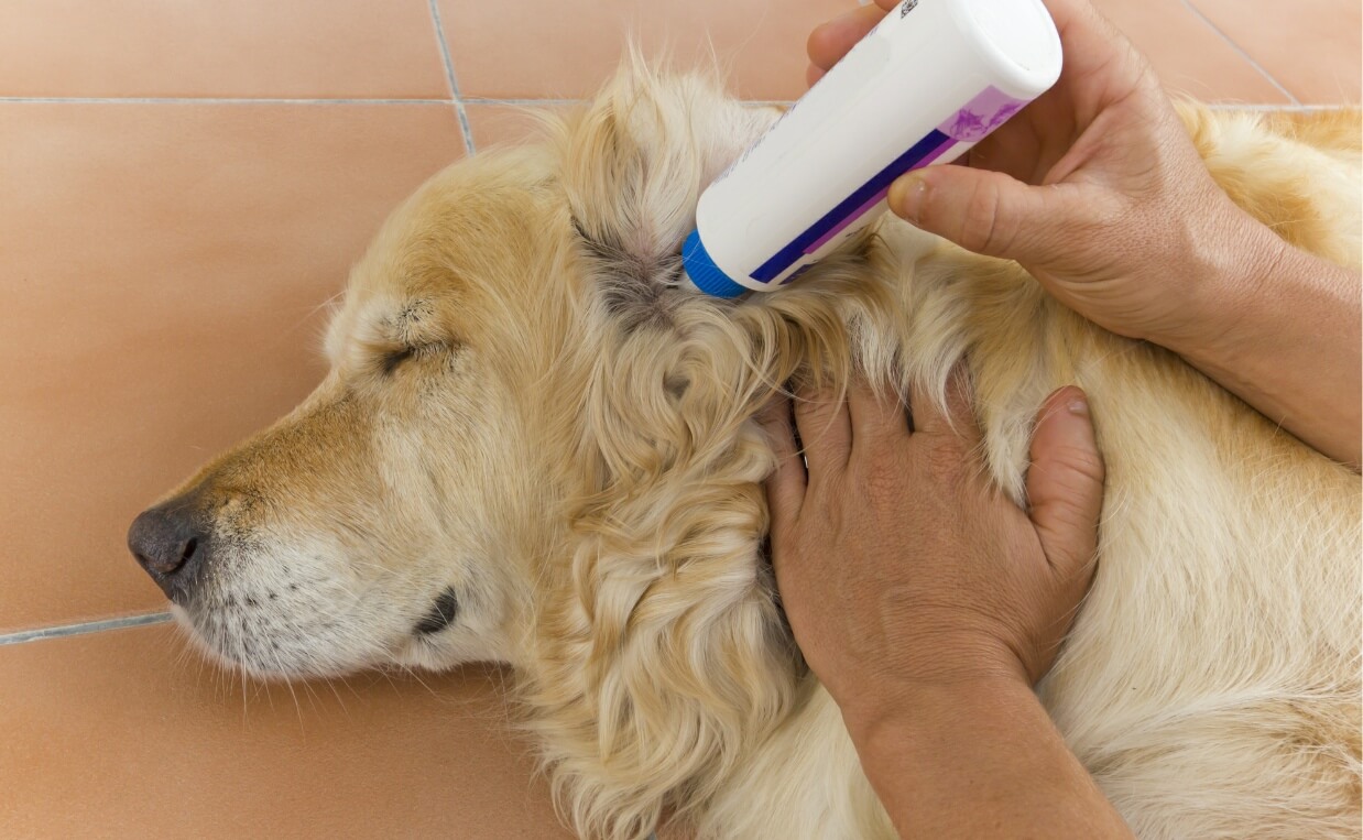 CLEANING DOGS EARS WITH SOLUTION