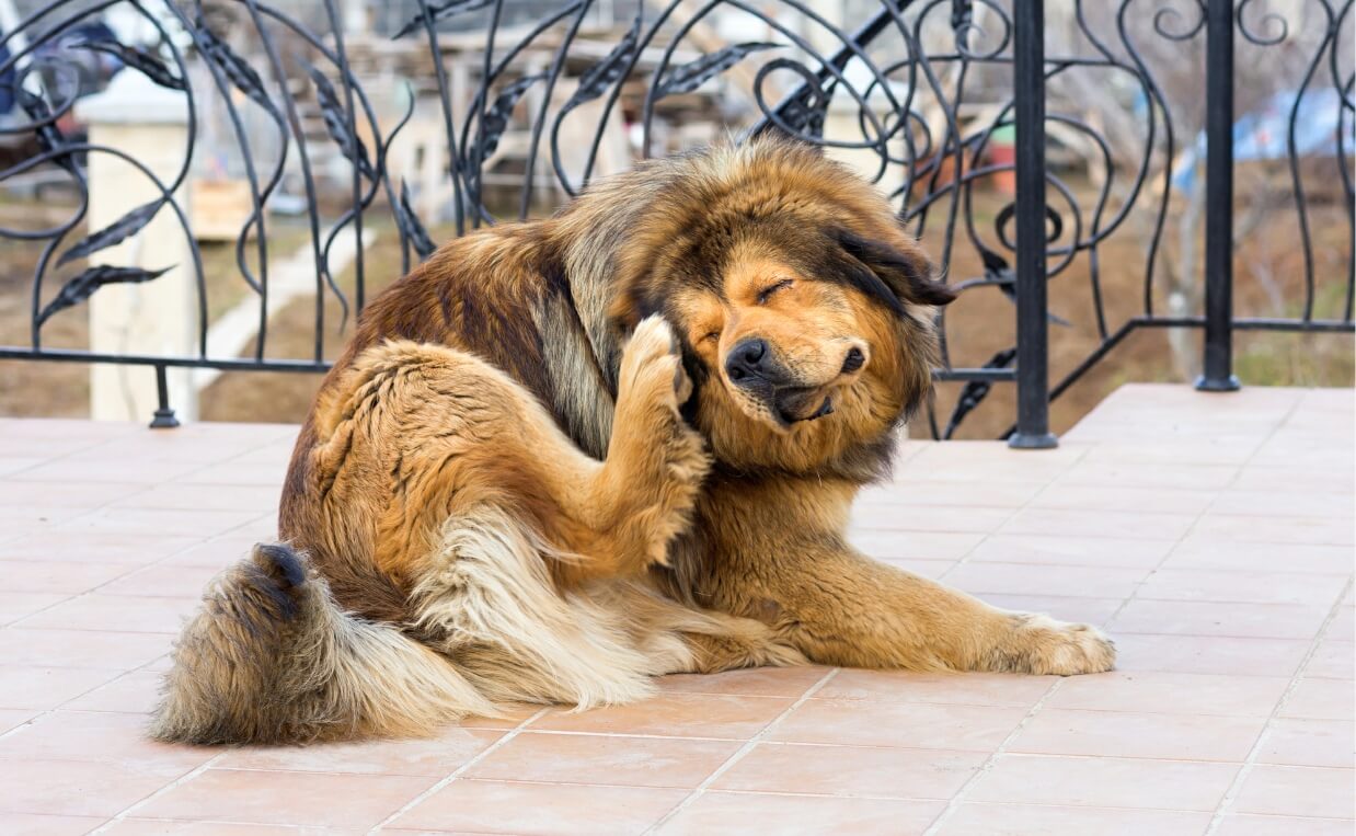 ST BERNARD DOG SCRATCHING EAR