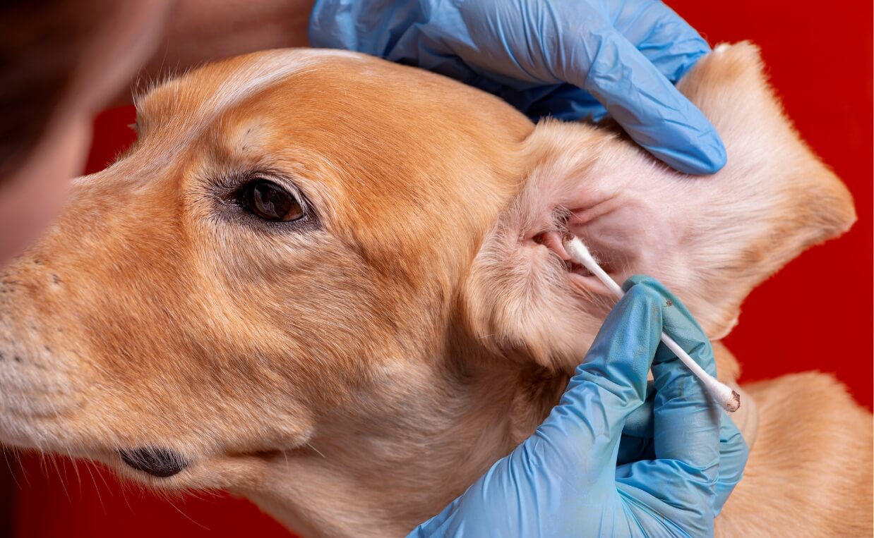 how to help a dog with ear mites