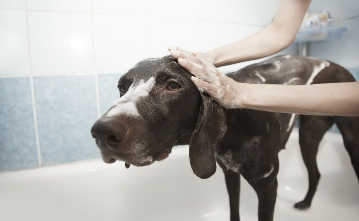 brown dog in bathtub at home getting a bath