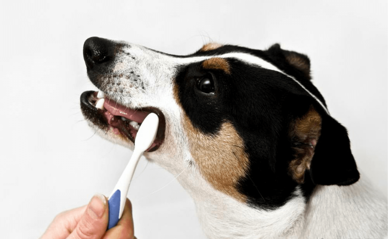 dog getting teeth brushed