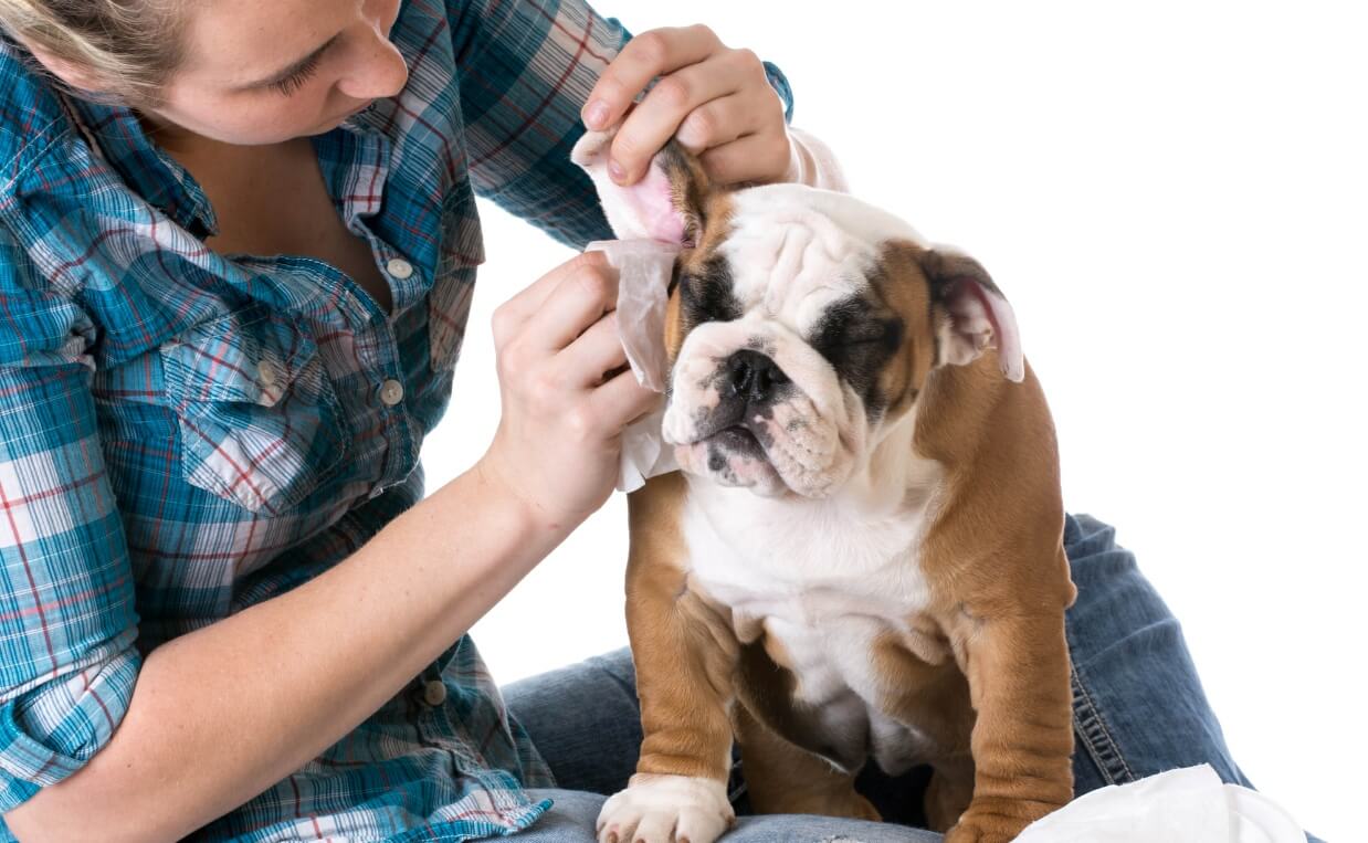 CLEAN YOUR DOG'S EARS