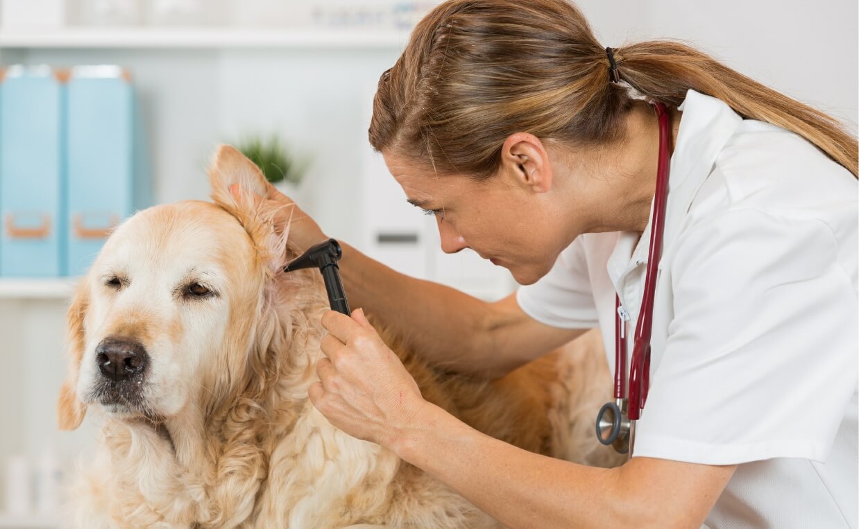 How to Recognize and Treat Ear Mites in Dogs