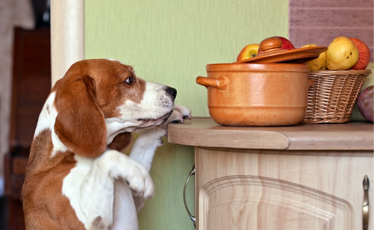 The Ultimate List of Foods You Can and Can’t Feed Your Dog