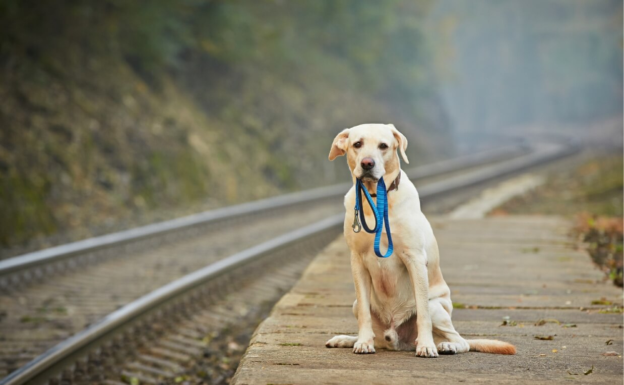 lost golden retriever near railroad tracks