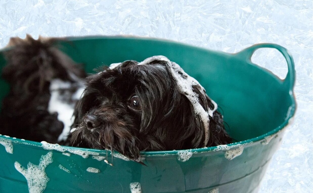 SCOTTISH TERRIER IN BATH BASIN WITH SUDS