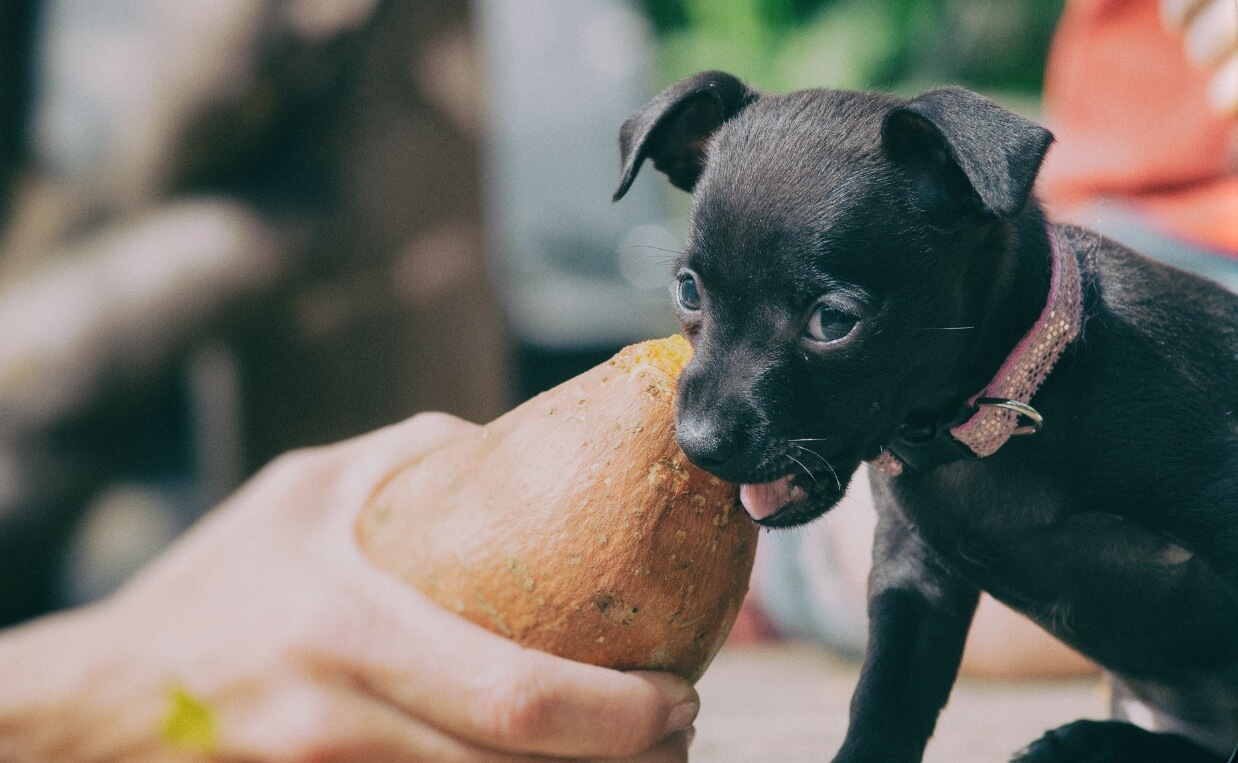 black puppy eating sweet potato
