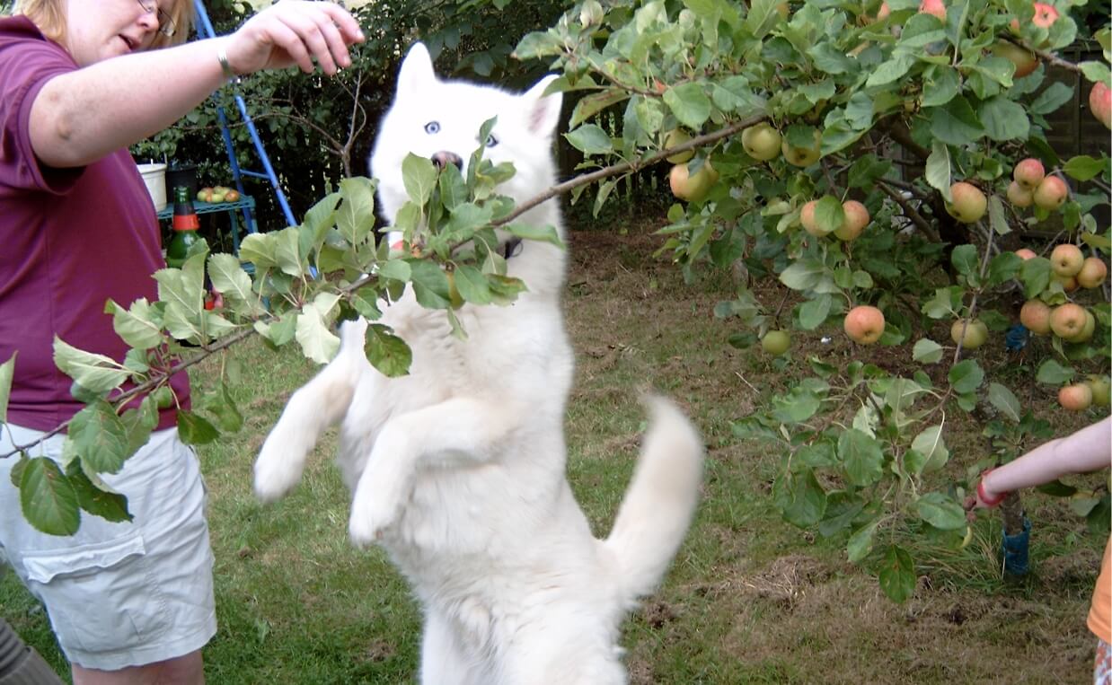 extra blog image dog eating apples Canine Campus Dog Daycare & Boarding