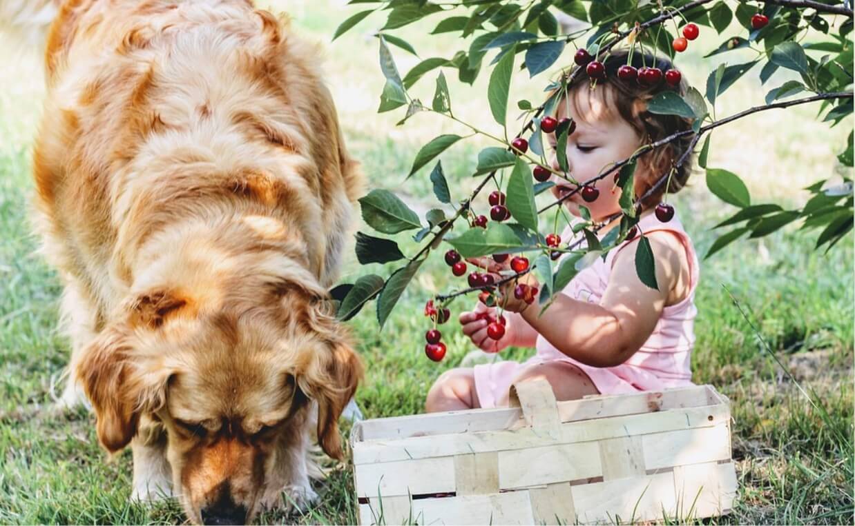 dog eating cherries