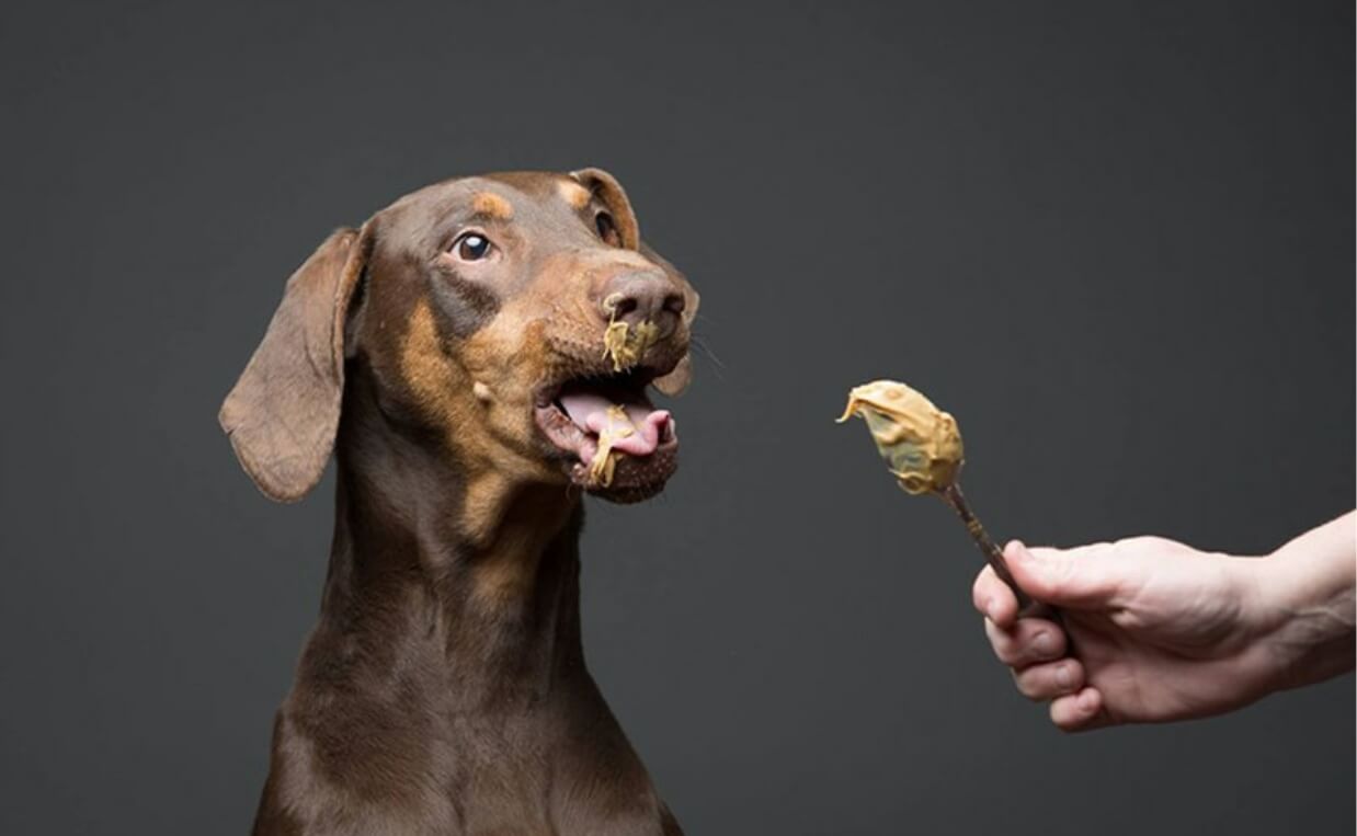 extra blog image - dog eating peanut butter - Canine Campus Dog Daycare