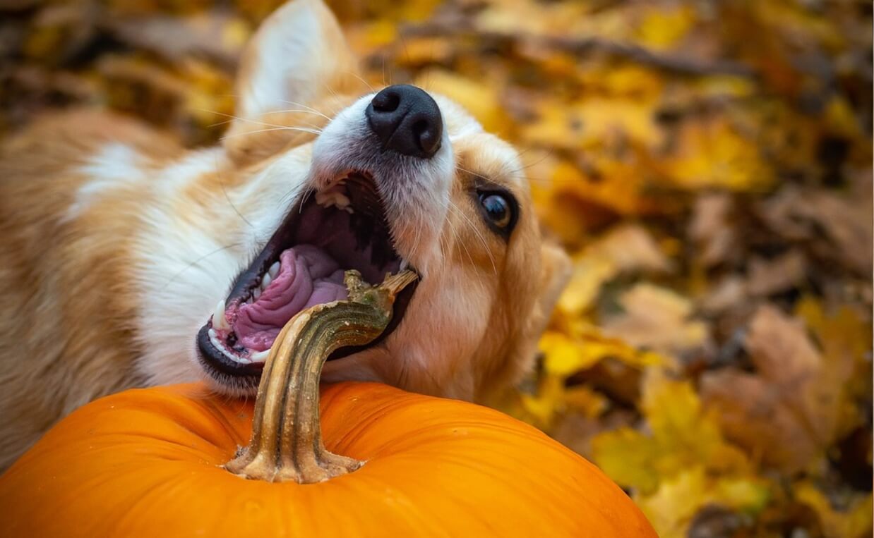 dog playing with pumpkin