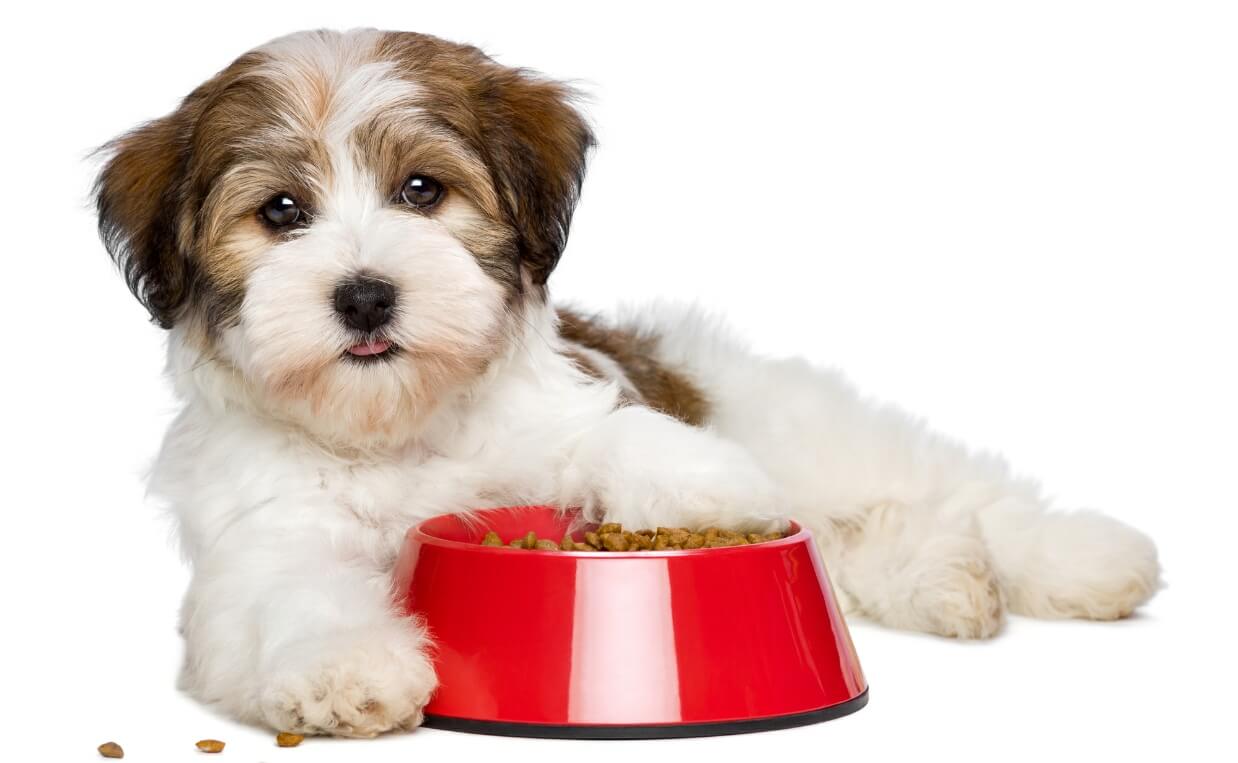 havanese puppy lying beside food bowl