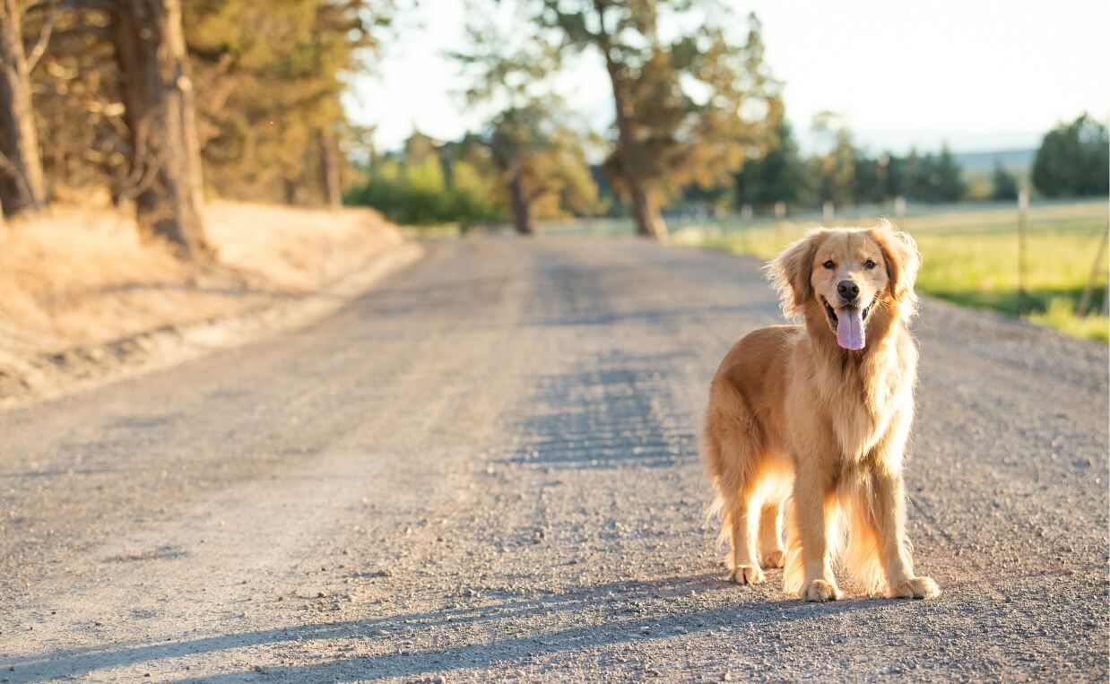 lost dog on road